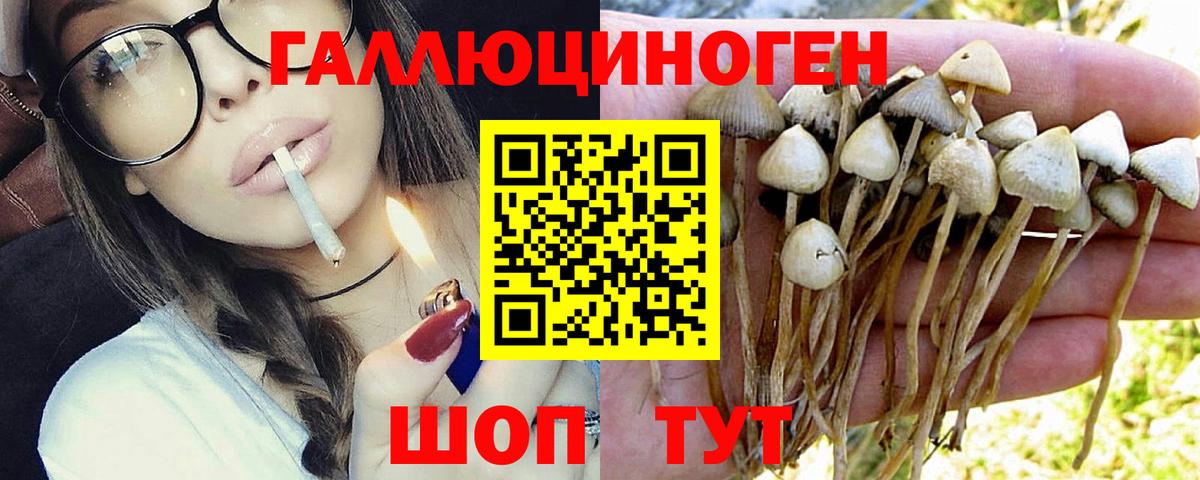 Фрязино  Псилоцибиновые грибы GOLDEN TEACHER  Вход с VPN 